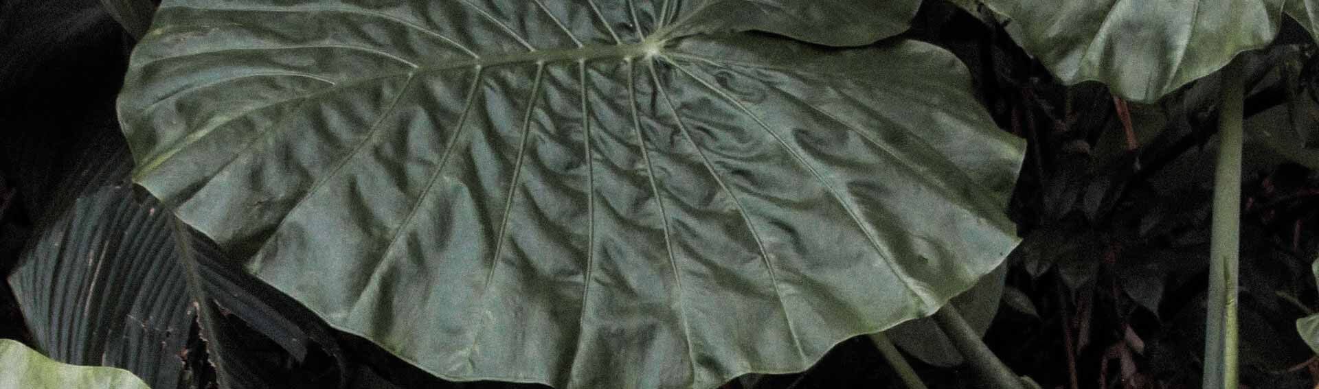 Shop Eco Diapers 10 Off First Order Eco By Naty Shop Eco Diapers 10 Off First Order Eco By Naty